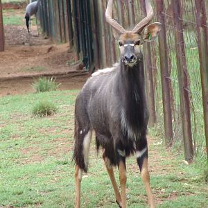 Nyala (Tragelaphus angasii) buck