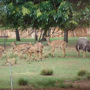 Nyala (Tragelaphus angasii) herd