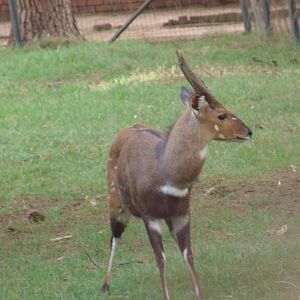 Male Bushbuck or Imbabala (Tragelaphus sylvaticus)