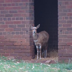 Female Bushbuck or Imbabala (Tragelaphus sylvaticus)