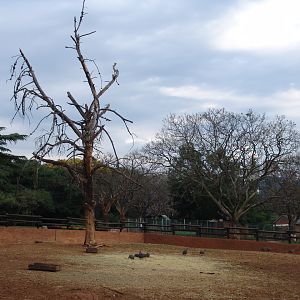 Cape buffalo's (Syncerus caffer caffer) enclosure