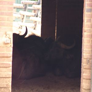 Cape buffalos (Syncerus caffer caffer)