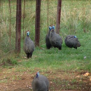 Wild Numida meleagris coronata (Guinea Fowl - subspecies has no common name