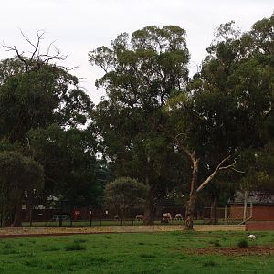 General view over one of the antelope's enclosures