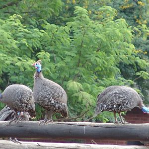 Wild Numida meleagris coronata (Guinea Fowl - subspecies has no common name