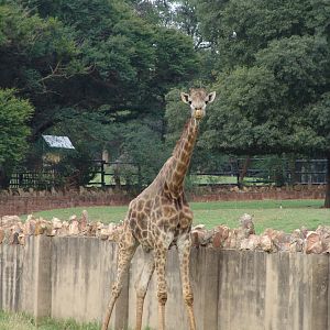Male South African Giraffe (Giraffa camelopardalis giraffa)