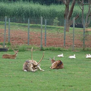 Spotted Deer (Axis axis)