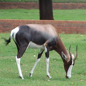 Bontebok (Damaliscus pygargus dorcas)