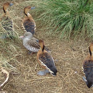 Fulvous Whistling Ducks (Dendrocygna bicolor) and a Cape Teal (Anas capensi