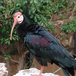 Southern Bald Ibis (Geronticus calvus)
