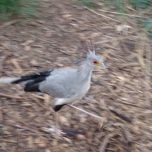 Secretary Bird (Sagittarius serpentarius)