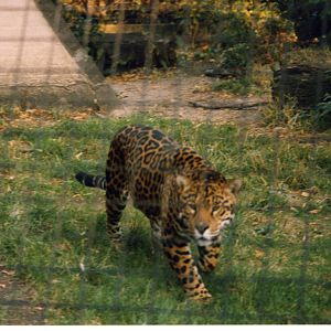 jaguar late 80s early 90s