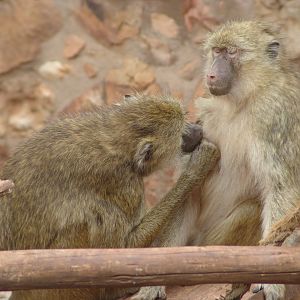 Yellow baboons (Papio cynocephalus)