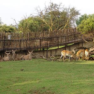 Red Lechwe (Kobus leche leche) and Greater Kudus (Tragelaphus strepsiceros)