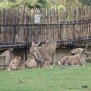 Greater Kudus (Tragelaphus strepsiceros)