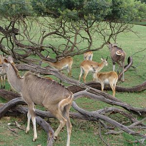 Red Lechwe (Kobus leche leche) and Greater Kudus (Tragelaphus strepsiceros)