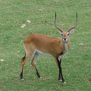 Red Lechwe (Kobus leche leche) buck