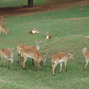 Red Lechwe (Kobus leche leche)