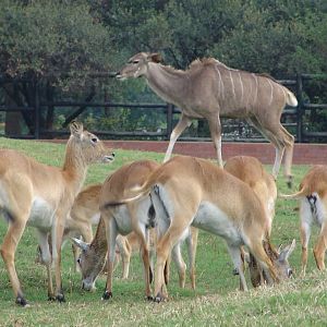 Red Lechwe (Kobus leche leche) and a female Greater Kudu (Tragelaphus strep