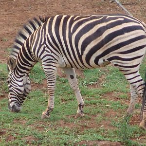 Common or Burchell's Zebra (Equus burchellii)