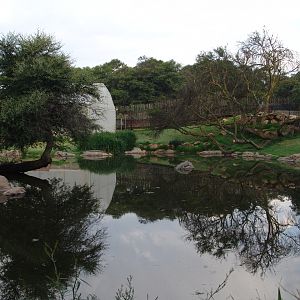 Beautiful enclosure of the Nile Crocodile (Crocodylus niloticus)