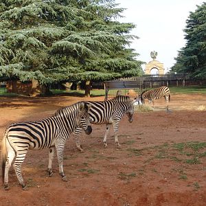 Common or Burchell's Zebras (Equus quagga or Equus burchelli)