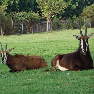 Sable Antelopes (Hippotragus niger)