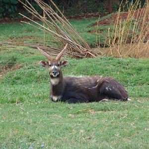 Male Bushbuck or Kéwel (Tragelaphus scriptus)