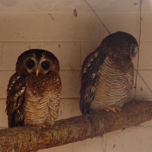 African Wood Owl (Ciccaba woodfordii)