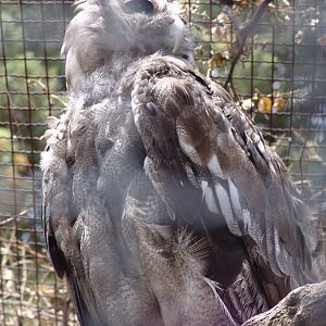 Verreaux's Eagle Owl (Bubo lacteus)