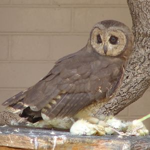 African Marsh Owl (Asio capensis)