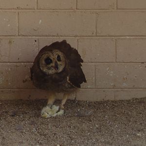 African marsh owl (Asio capensis)