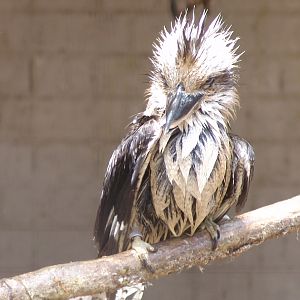Laughing Kookaburra (Dacelo novaeguineae) 'just out of the shower'...