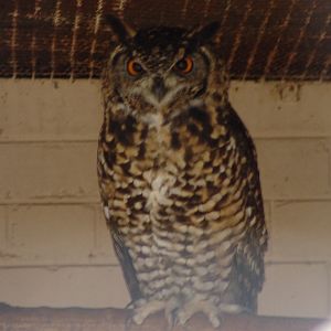 Cape Eagle Owl (Bubo capensis)