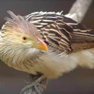 Guira Cuckoo (Guira guira)