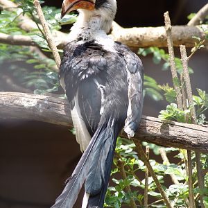 Von der Decken's Hornbill (Tockus deckeni)