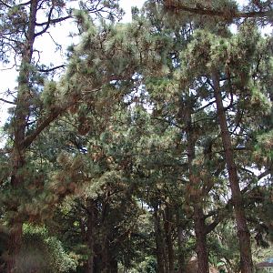 Avenue at the zoo lined with Pine trees