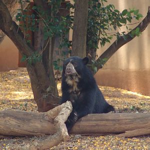 Spectacled bear  / Tremarctos ornatus