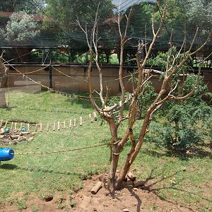 South American enclosure for Brown-nosed Coatis (Nasua nasua), Red-faced Sp