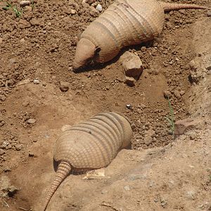 Six-banded Armadillos (Euphractus sexcinctus)