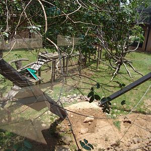 South American enclosure for Brown-nosed Coatis (Nasua nasua), Red-faced Sp