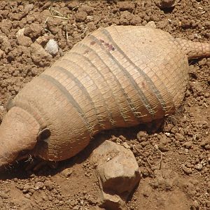 Six-banded Armadillo (Euphractus sexcinctus)