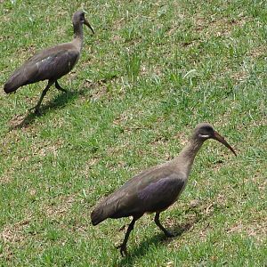 Wild Hadada Ibises (Bostrychia hagedash)