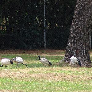 Wild Sacred Ibises (Threskiornis aethiopicus)