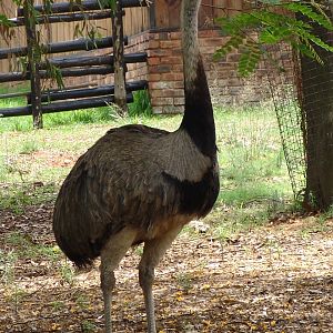 Male Greater Rhea (Rhea americana)