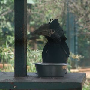 Female Black-and-white Casqued Hornbill (Bycanistes subcylindricus)