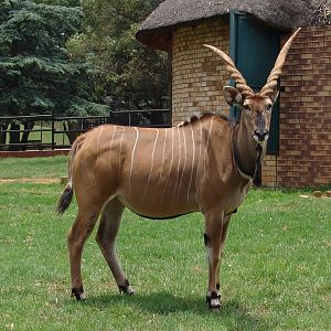 Giant or Lord Derby Eland (Taurotragus derbianus gigas)