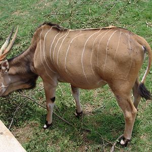 Giant or Lord Derby Eland (Taurotragus derbianus gigas)