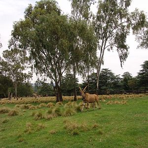 Giant or Lord Derby Eland (Taurotragus derbianus gigas)