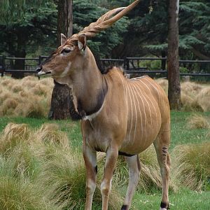 Giant or Lord Derby Eland (Taurotragus derbianus gigas)